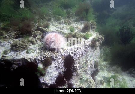 Oursin commun de mer - Echinus esculentus, exploration de toutes les surfaces pour les algues ou les invertébrés, Movin sur les pattes tubulaires avec des suceurs à l'extrémité, St Abbs 1988 Banque D'Images