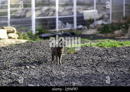 Détail chat sans domicile dans la rue Banque D'Images