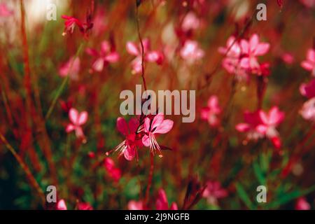 Oenothera lindheimeri, fond rose de champ de fleurs de prairie. Banque D'Images