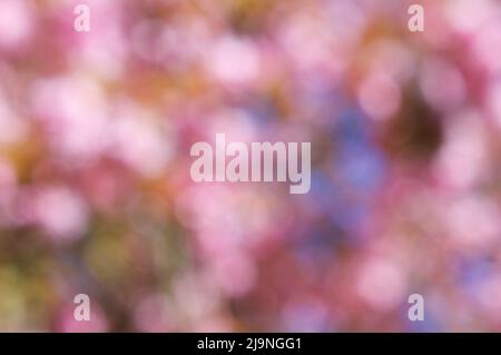 Fait à partir de l'arrière-plan flou rose soft focus de cerisiers en fleurs au printemps. Banque D'Images