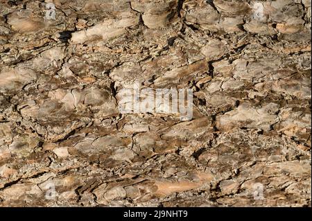 texture gaufrée de l'écorce brune d'un arbre. arrière-plan de l'écorce de l'arbre Banque D'Images