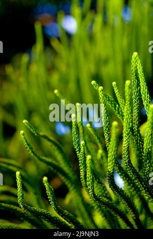 Araucaria heterophylla, pin conifères de l'île Norfolk fond texturé. Banque D'Images