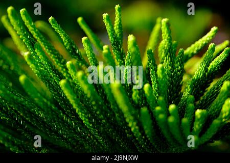 Araucaria heterophylla, pin conifères de l'île Norfolk fond texturé. Banque D'Images