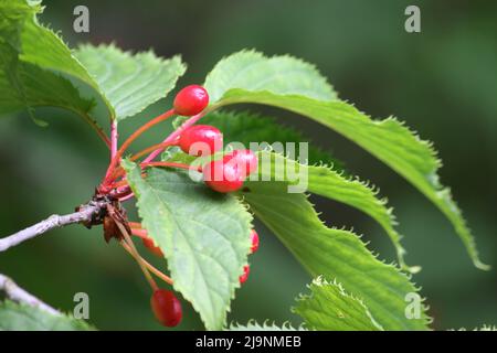 PIN Cherry (Prunus pensylvanica) Banque D'Images