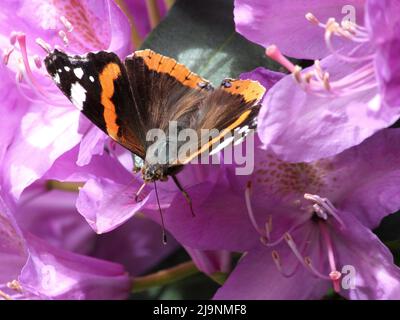 Vulcain (Vanessa atalanta) Banque D'Images