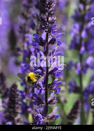 Premières bourdons se nourrissant à l'intérieur des fleurs Banque D'Images