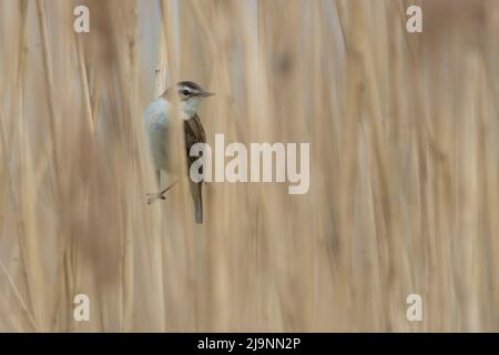 Paruline de perce (Acrocephalus schoenobaenus) mâle se cachant dans le col de roseau Banque D'Images