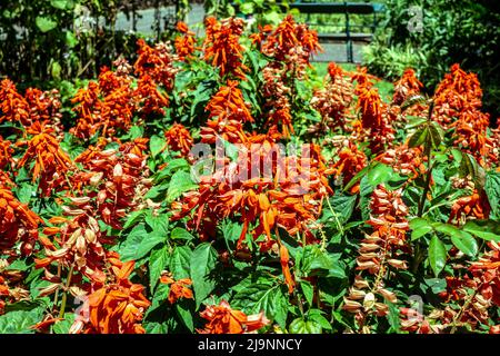 Salvia orange sizzler avec des feuilles vert foncé. Banque D'Images