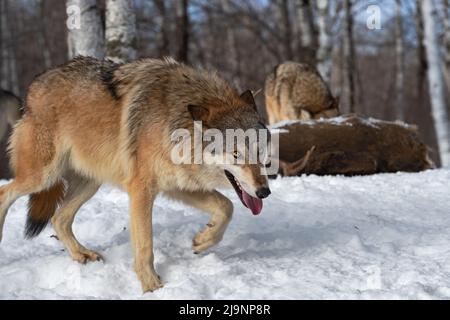 Le loup gris (Canis lupus) marche en train de faire des yeux le cerf et Pack en arrière-plan hiver - animaux captifs Banque D'Images