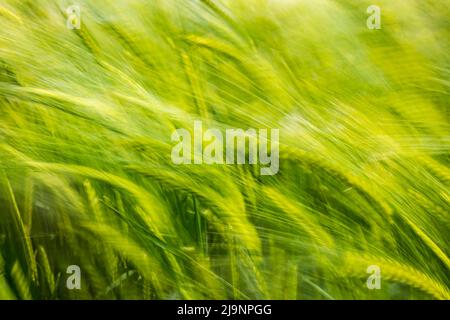 Résumé d'un champ de récolte d'orge verte soufflant dans le vent un jour venteux causant le flou de mouvement, Écosse, Royaume-Uni Banque D'Images