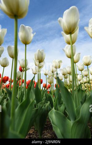 Recherche de tulipes fleuries contre Blue Sky - printemps Banque D'Images