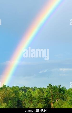 Un arc-en-ciel lumineux dans le ciel bleu au-dessus des sommets verts des arbres forestiers mixtes. Beau phénomène naturel après la pluie en nature de printemps Banque D'Images