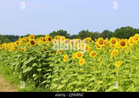 Champs de tournesol en Caroline du Nord Banque D'Images