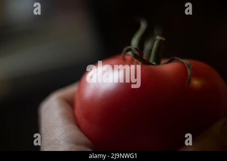 Tomate rouge. Légumes frais. Plante de jardin en main. Fruits mûrs à la lumière de la fenêtre. Alimentation saine d'origine naturelle. Banque D'Images