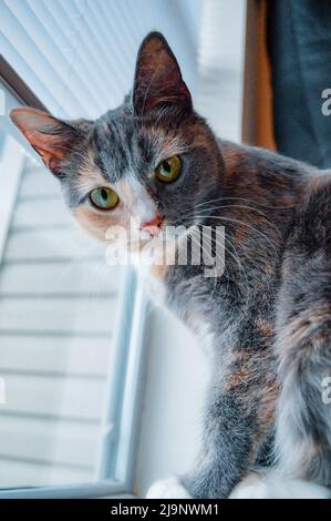 Adorable calico chat avec des yeux verts regardant la caméra devant la fenêtre le jour ensoleillé Banque D'Images