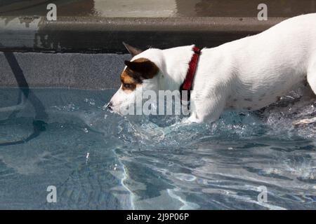 Le chien de Jack Russel Terrier se met dans une piscine arrière-cour par une journée ensoleillée Banque D'Images