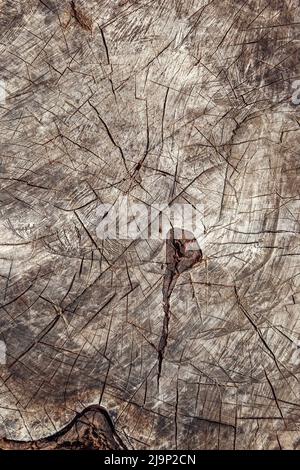 Gros plan de la texture en bois du tronc d'arbre coupé Banque D'Images