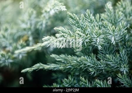 Gros plan sur l'usine de Juniper verte rampante en gros plan. Photo abstraite d'une plante de pruce verte. Peut être utilisé comme arrière-plan, il y a de l'espace pour le texte. Banque D'Images