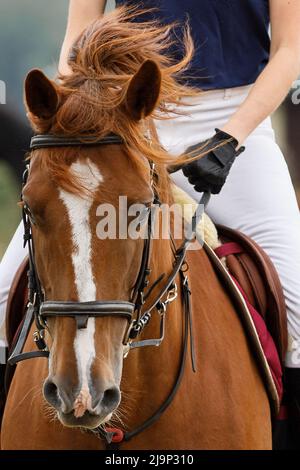 Un cheval marron en mouvement pendant l'équitation, un gros plan portrait de la tête, avec la rage amèrement. Banque D'Images