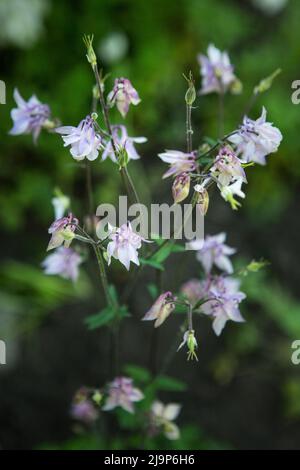 Columbines dans le jardin de printemps. Un autre nom est aquilegia. Les pétales sont doux lilas. Banque D'Images