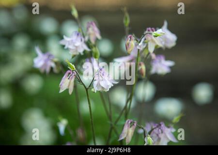 Columbines dans le jardin de printemps. Un autre nom est aquilegia. Les pétales sont doux lilas. Banque D'Images