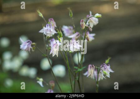 Columbines dans le jardin de printemps. Un autre nom est aquilegia. Les pétales sont doux lilas. Banque D'Images