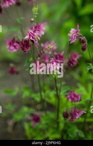 Columbines dans le jardin de printemps. Un autre nom est aquilegia. Pétales de lilas violets. Banque D'Images