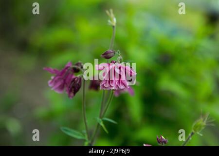 Columbines dans le jardin de printemps. Un autre nom est aquilegia. Pétales de lilas violets. Banque D'Images