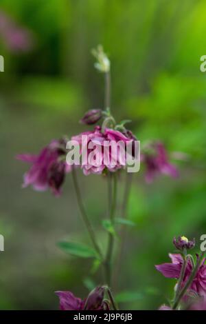 Columbines dans le jardin de printemps. Un autre nom est aquilegia. Pétales de lilas violets. Banque D'Images