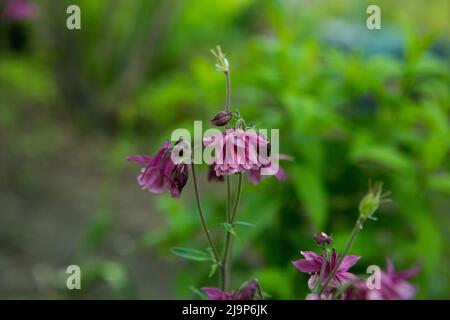 Columbines dans le jardin de printemps. Un autre nom est aquilegia. Pétales de lilas violets. Banque D'Images