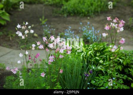 Columbines dans le jardin de printemps. Un autre nom est aquilegia. Les pétales sont doux lilas. Banque D'Images