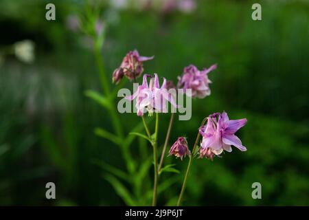 Columbines dans le jardin de printemps. Un autre nom est aquilegia. Les pétales sont doux lilas. Banque D'Images