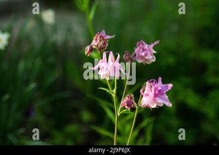 Columbines dans le jardin de printemps. Un autre nom est aquilegia. Les pétales sont doux lilas. Banque D'Images