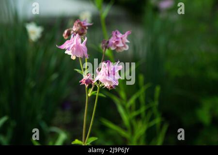 Columbines dans le jardin de printemps. Un autre nom est aquilegia. Les pétales sont doux lilas. Banque D'Images