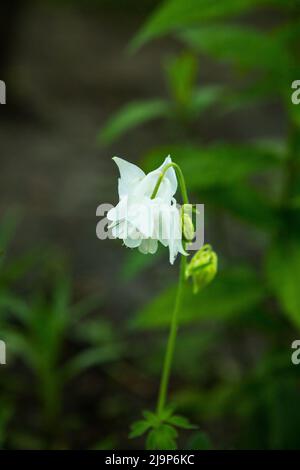 Columbines dans le jardin de printemps. Un autre nom est aquilegia. Les pétales sont blancs. Banque D'Images