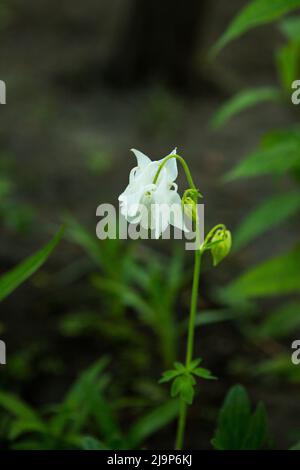 Columbines dans le jardin de printemps. Un autre nom est aquilegia. Les pétales sont blancs. Banque D'Images