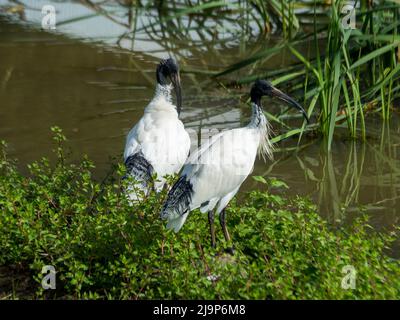 Birds, ibis, Threskiornis molucca, une paire d'ibises blanches australiennes, injustement connu comme Bin Chippers, les panaches de cou indiquent adulte, par l'eau, Australie Banque D'Images