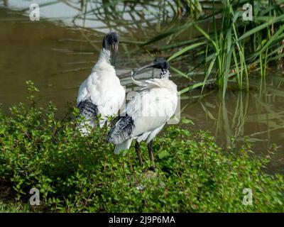 Birds, ibis, Threskiornis molucca, une paire d'ibises blanches australiennes, injustement connu comme Bin Chickens, prêening, au bord de l'eau du lac, Australie Banque D'Images