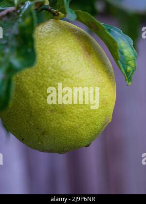 Citrons de gros plan, citron jaune, grand, juteux et frais sur l'arbre, feuilles vertes, mouillées avec des gouttes d'eau après la pluie, Australie Banque D'Images