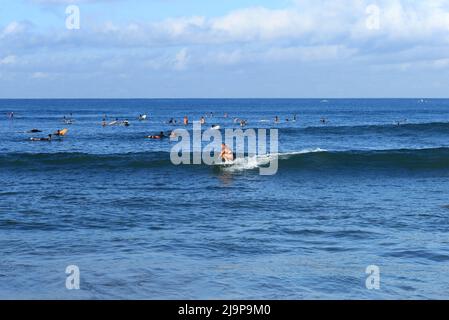 Un jeune surfeur sur une vague à Batu Bolong Beach à Canggu, Bali, Indonésie Banque D'Images