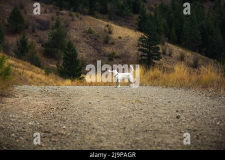 Chien Jack Russell Terrier debout sur un sentier de randonnée. Banque D'Images