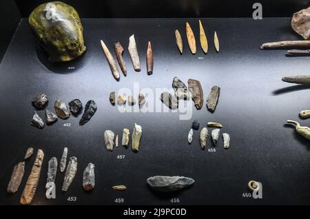 Fossiles de l'exposition « la vie dans un milliard d'années ». Musée du Parc Postojnska Jama, Slovénie Banque D'Images