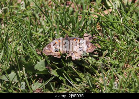 Papillon rouge commun ou coenia de Junonia se reposant dans l'herbe à Green Valley Park à Payson, Arizona. Banque D'Images