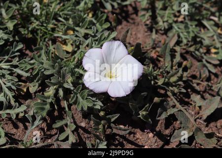 Gros plan d'une fleur de lindweed à champ blanc ou de convolvulus arvensis au parc Green Valley de Payson, en Arizona. Banque D'Images