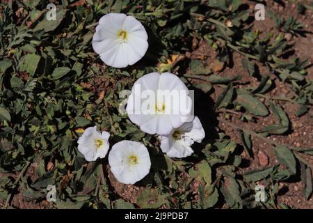 Groupe de fleurs d'herbe blanche ou de convolvulus arvensis au parc Green Valley de Payson, en Arizona. Banque D'Images