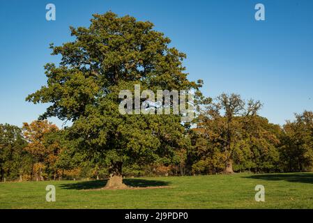 Vieux chêne puissant ('Huteeiche', chêne de pâturage en bois) sur un pré vert sous un ciel bleu clair dans une zone rurale de la Reinhardswald, Hesse, Allemagne Banque D'Images