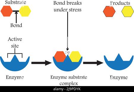 Enzymes qui décomposent les composés alimentaires en leurs blocs de base, pour faciliter son absorption dans le corps, et nous les appelons enzymes digestives. Illustration de Vecteur
