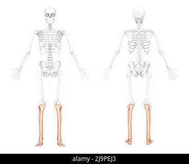 Tibia de jambe squelette, péroné vue latérale arrière avant humaine avec deux poses ouvertes avec position des os partiellement transparente. Concept plat réaliste Illustration vectorielle de l'anatomie isolée sur fond blanc Illustration de Vecteur
