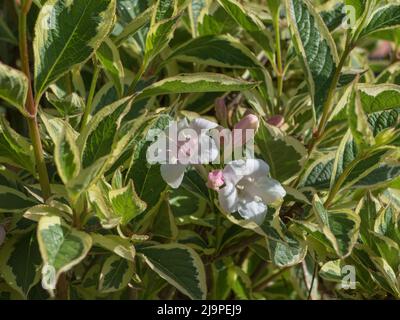 fleurs et feuilles de weigela florida variegata avec lumière du soleil au printemps en plein air Banque D'Images