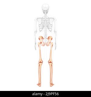 Membres inférieurs bassin humain avec jambes, cuisses et pieds, chevilles squelette arrière vue postérieure dorsale dorsale avec corps partiellement transparent. Anatomique correct 3D réaliste plat concept Vector illustration de l'isolé Illustration de Vecteur